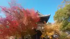 大樹寺（松安院大樹寺）(愛知県)