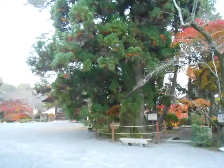 園城寺(三井寺)(滋賀県)