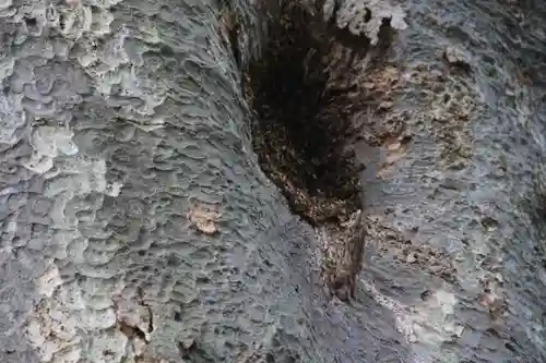 愛宕神社の自然