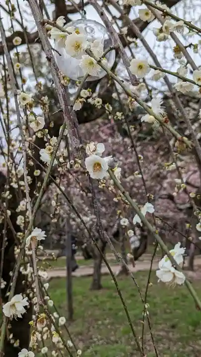 北野天満宮(京都府)