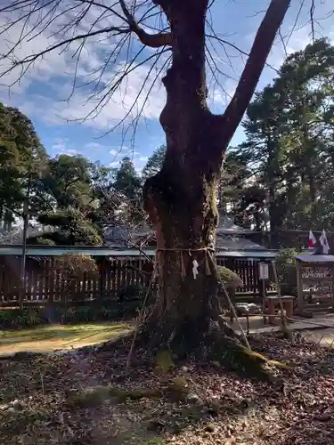 小御門神社の自然