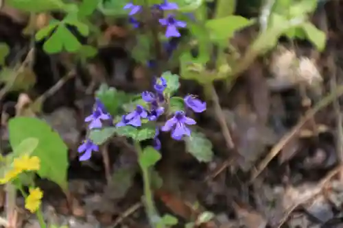 長屋神社の自然