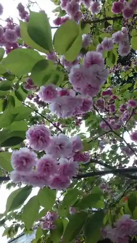 阿佐ヶ谷神明宮(東京都)