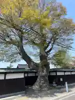 妙法寺(福島県)