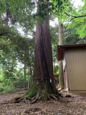 熊野神社の自然