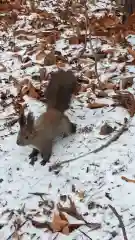 北海道神宮の動物