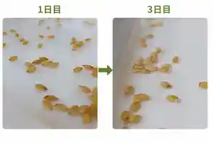 三津厳島神社(愛媛県)(2026年05月21日(木) 16時03分38秒投稿)