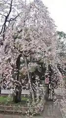 平野神社の自然