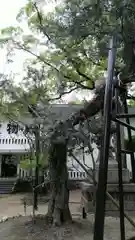 湊川神社の自然