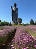 東本願寺本廟 牛久浄苑(牛久大仏)の{uncategorized: "未分類", other: "その他", undefined: "問題あり", building: "その他建物", grave: "お墓", sacred_gate: "鳥居", guardian: "狛犬", statue: "像", buddha: "仏像", history: "歴史", nature: "自然", garden: "庭園", animal: "動物", pagoda: "塔", temizu: "手水舎", mountain_gate: "山門・神門", sanctuary: "本殿・本堂", subordinate: "末社・摂社", art: "芸術", scenery: "景色", jizo: "地蔵", ema: "絵馬", goshuin: "御朱印", omikuji: "おみくじ", items: "授与品その他", amulet: "お守り", goshuincho: "御朱印帳", eats: "食事", festival: "お祭り", votive_dance: "神楽", shichigosan: "七五三参", wedding: "結婚式", experience: "体験その他", initially: "初詣", around: "周辺", anti_infection: "感染症対策"}
