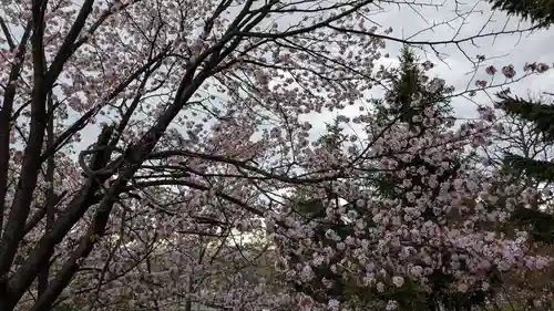 上川神社の自然