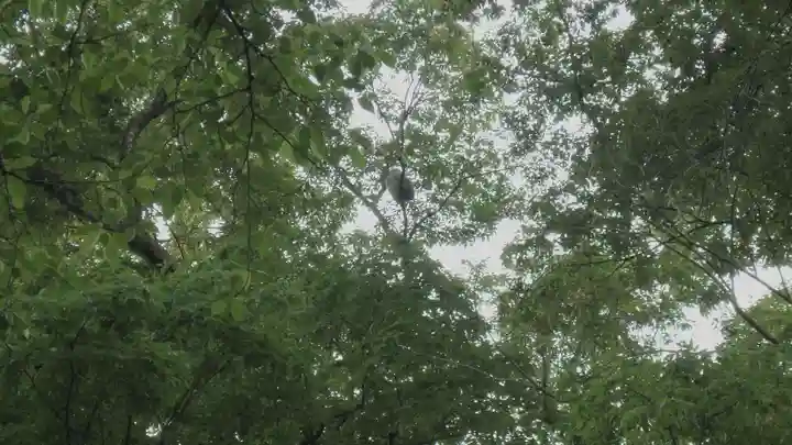 野木神社の動物