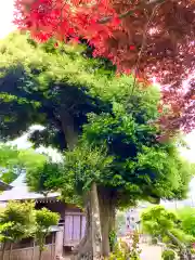 埴生神社(千葉県)