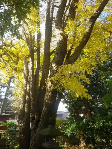 由比若宮（元鶴岡八幡宮）の自然