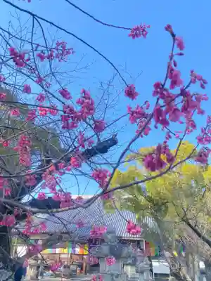 大樹寺（松安院大樹寺）(愛知県)