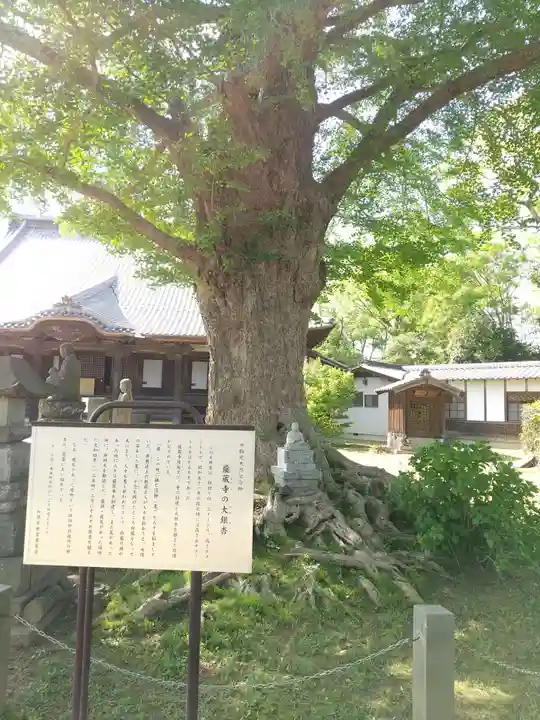 龍蔵寺(埼玉県)