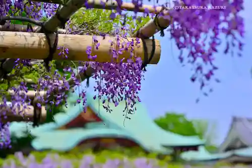 亀戸天神社(東京都)