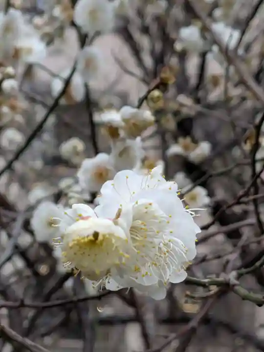 銀世界稲荷神社(東京都)