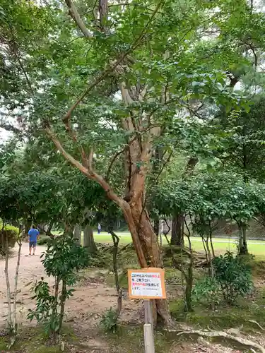 瑠璃光寺の自然