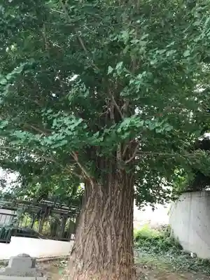 八杉神社の自然