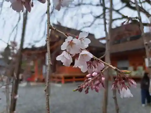 富士山本宮浅間大社(静岡県)