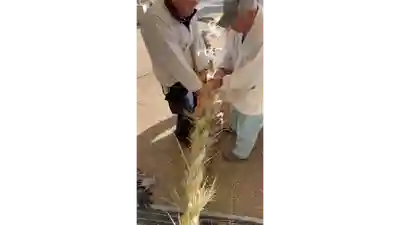 泉殿宮(大阪府)