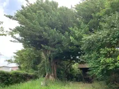三島神社の自然