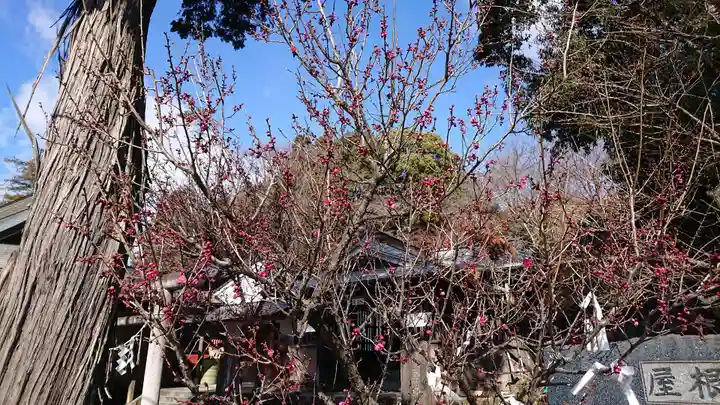 賀茂別雷神社の自然
