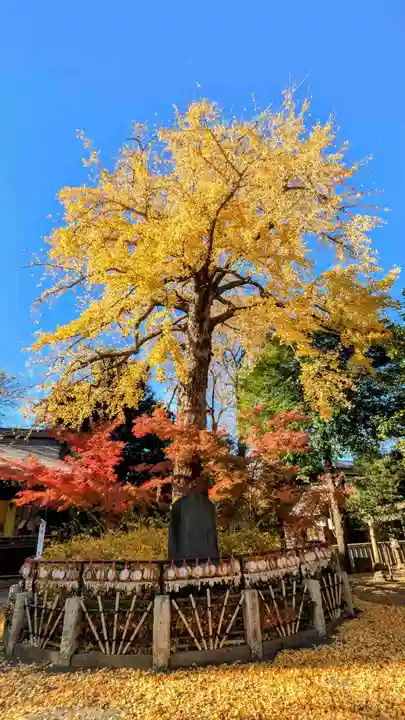 七社神社の自然