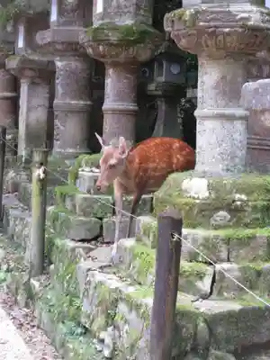 春日大社(奈良県)