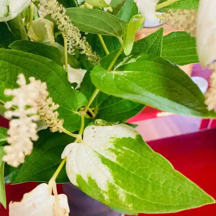 總社 和田八幡宮(福井県)