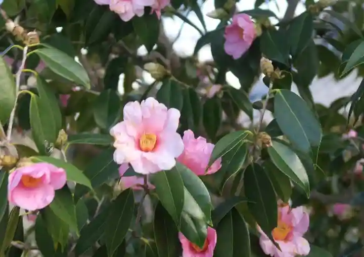 大松禅寺(京都府)