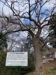 余市神社の自然