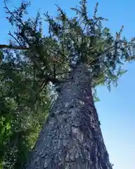 滑川神社 - 仕事と子どもの守り神の自然