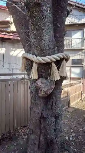 小室浅間神社の自然