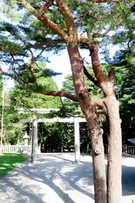 函館八幡宮の鳥居