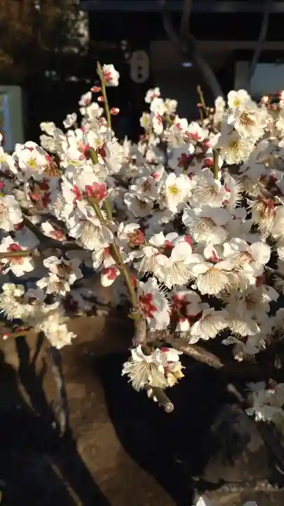 浅草神社の自然