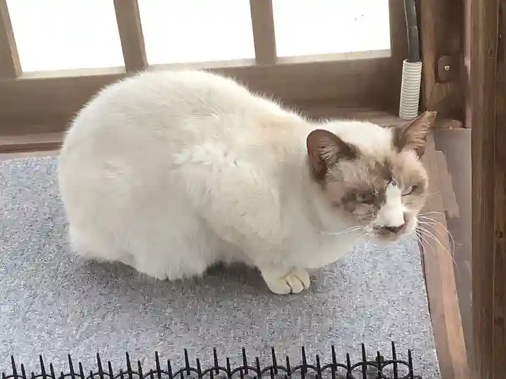 椿神明社の動物