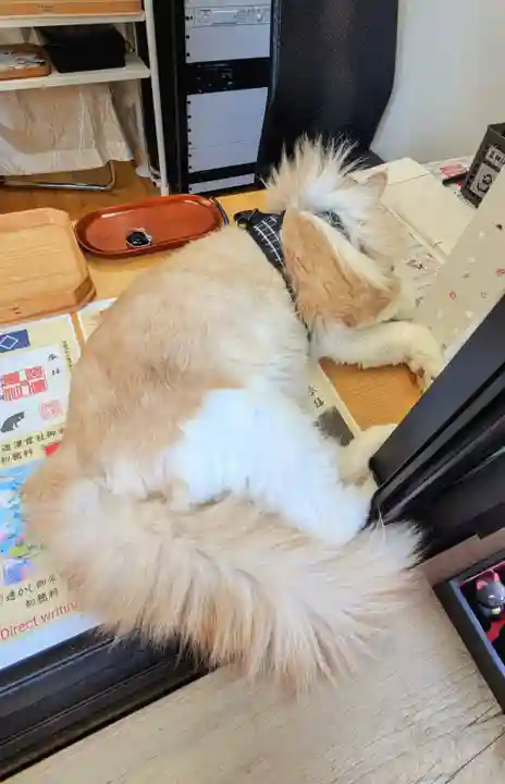 駒込妙義神社の動物