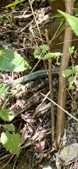 明治神宮(東京都)