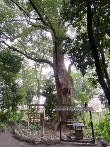 高座結御子神社（熱田神宮摂社）の自然