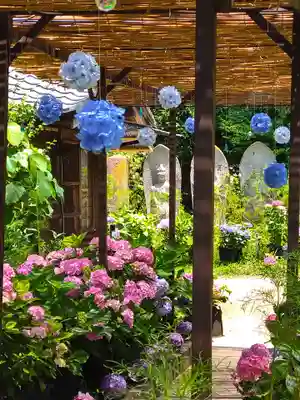 般若寺 ❁﻿コスモス寺❁(奈良県)