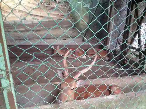 宝満宮竈門神社の動物