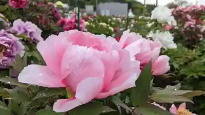 金蛇水神社(宮城県)