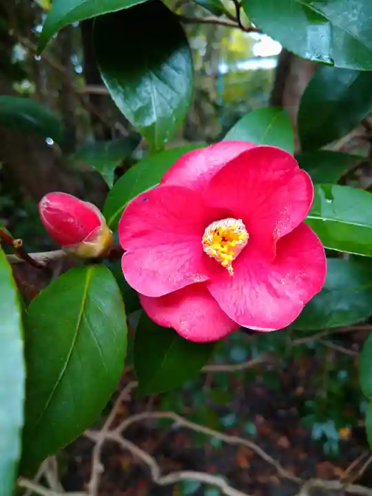 平安神宮の自然