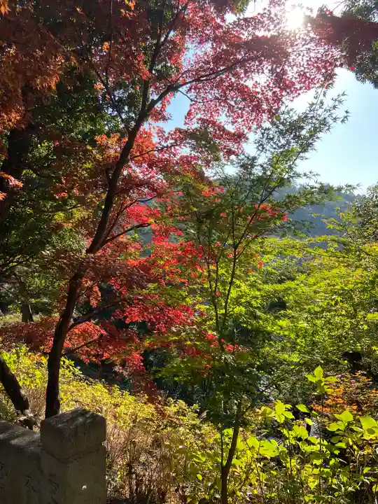 柳谷観音 楊谷寺(京都府)