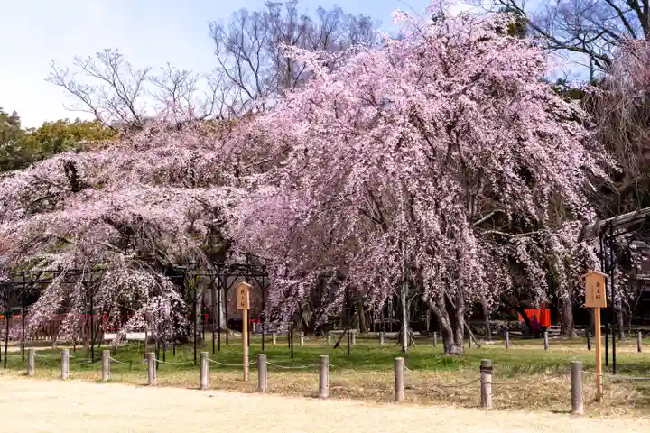 賀茂別雷神社(上賀茂神社)(京都府)