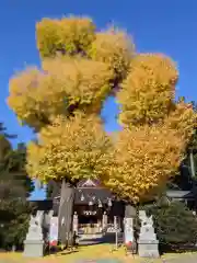 亀ケ池八幡宮の自然