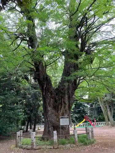赤坂氷川神社の自然