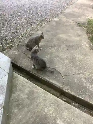 玉野御嶽神社の動物